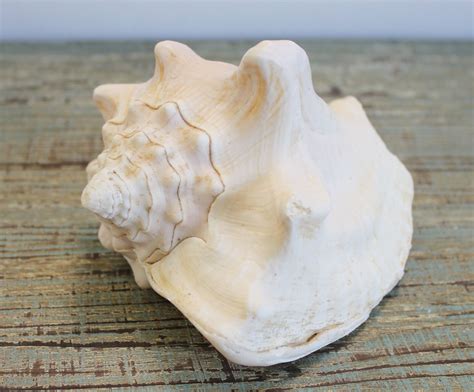 Giant Conch Shell