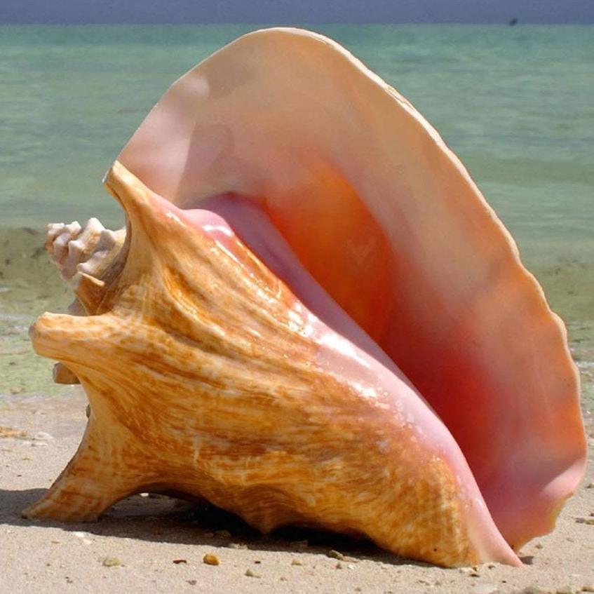 Giant Conch Shell – T'ings Bahamian